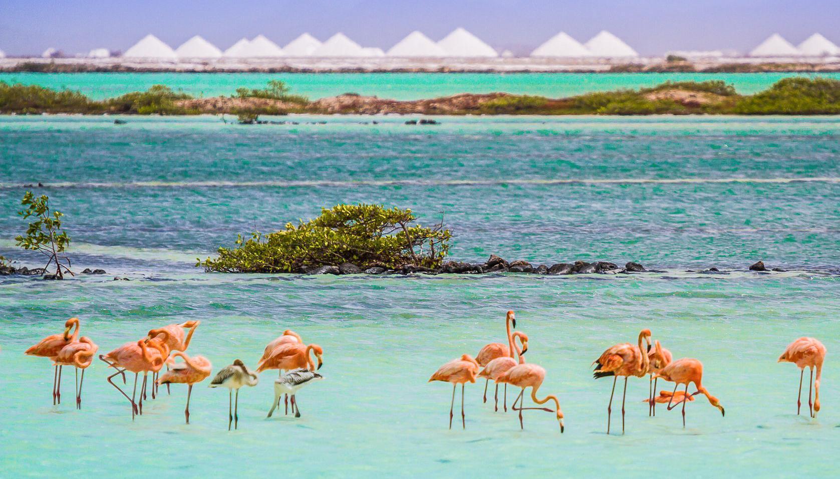 Van Der Valk Plaza Beach & Dive Resort Bonaire 크랄렌데이크 외부 사진