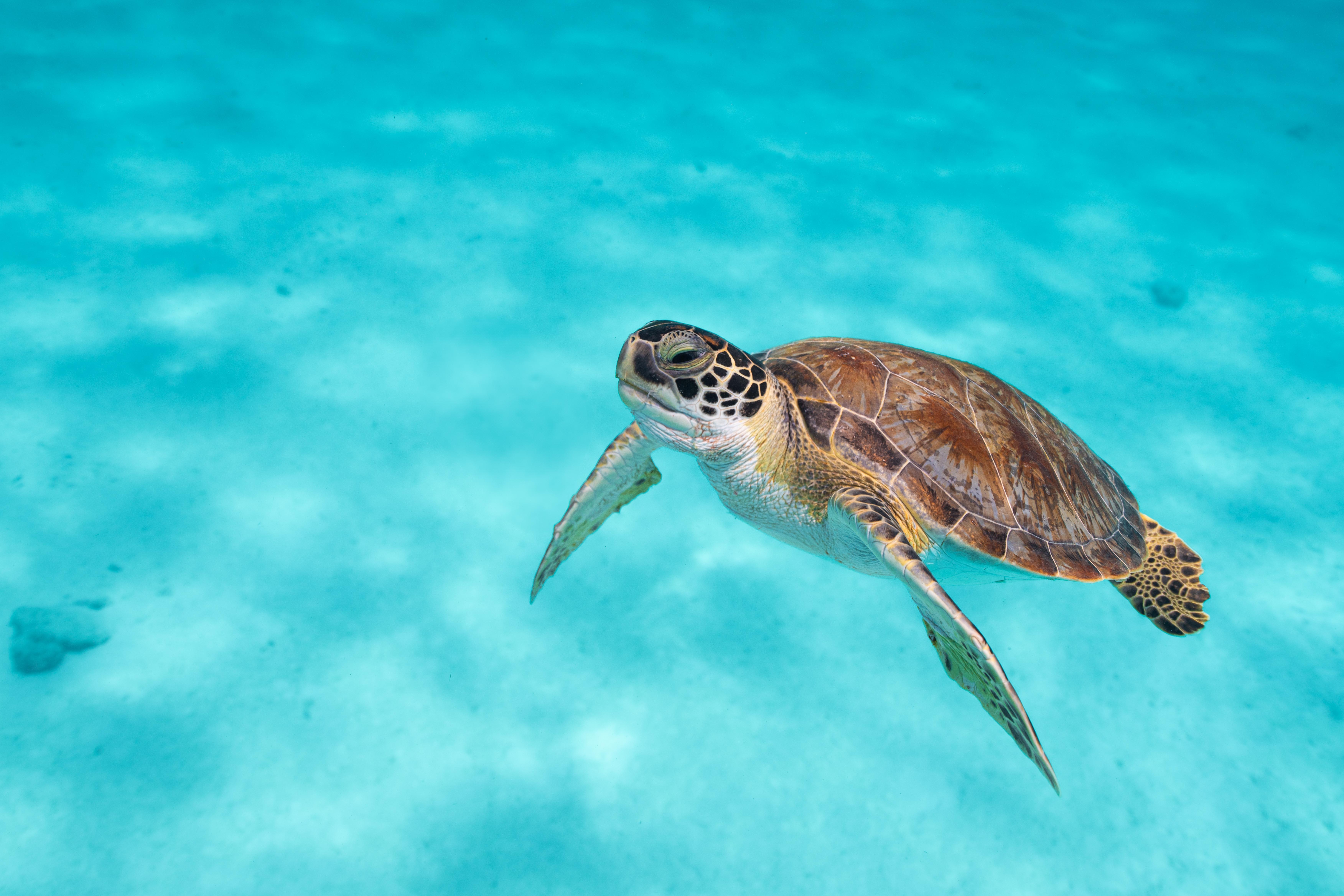 Van Der Valk Plaza Beach & Dive Resort Bonaire 크랄렌데이크 외부 사진